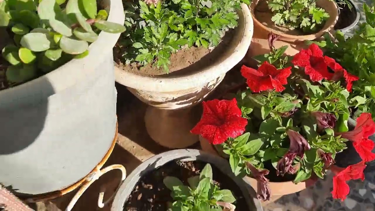 اذا اردت نباتات جيدة وتنمو بشكل صحيح ازرعها او ضعها في المكان المناسب