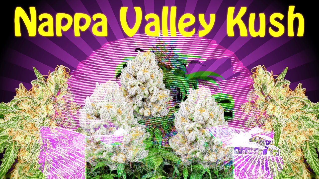 Nappa Valley Kush from FoxStreet Wellness