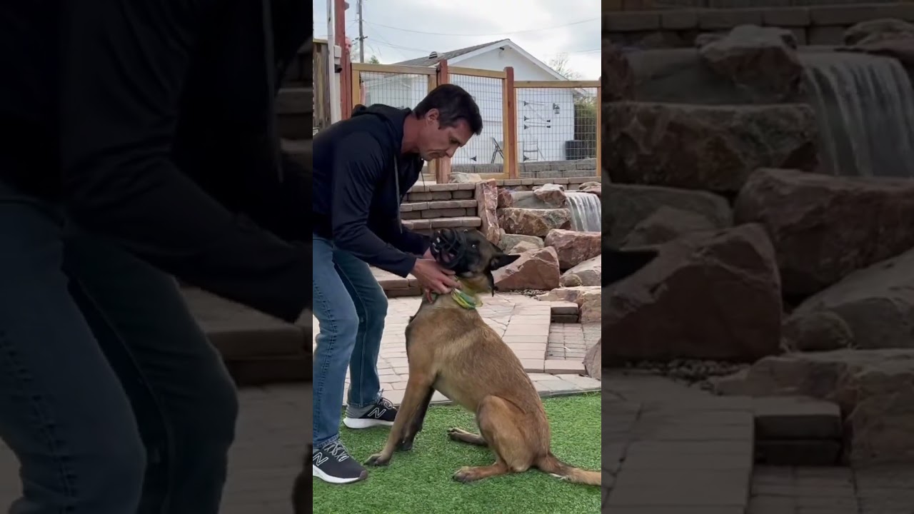 Dominant &ldquo;aggression&rdquo; can be quelled by an owner or another dog. #dog #dogtraining