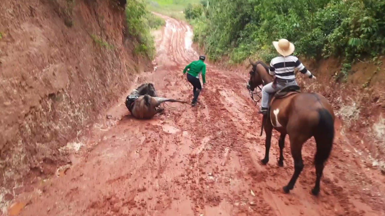 Cavalo caindo em estrada lisa | freio em cavalo