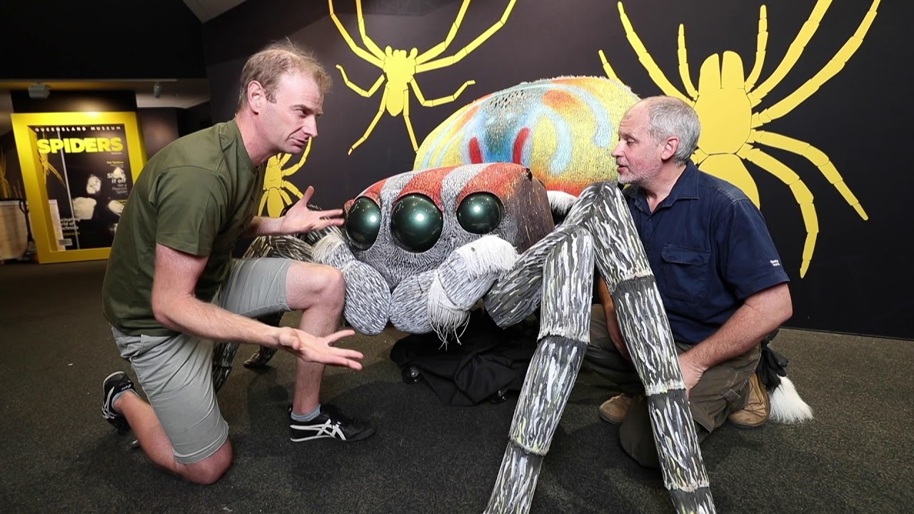 The man behind the peacock spider puppet | Queensland Museum