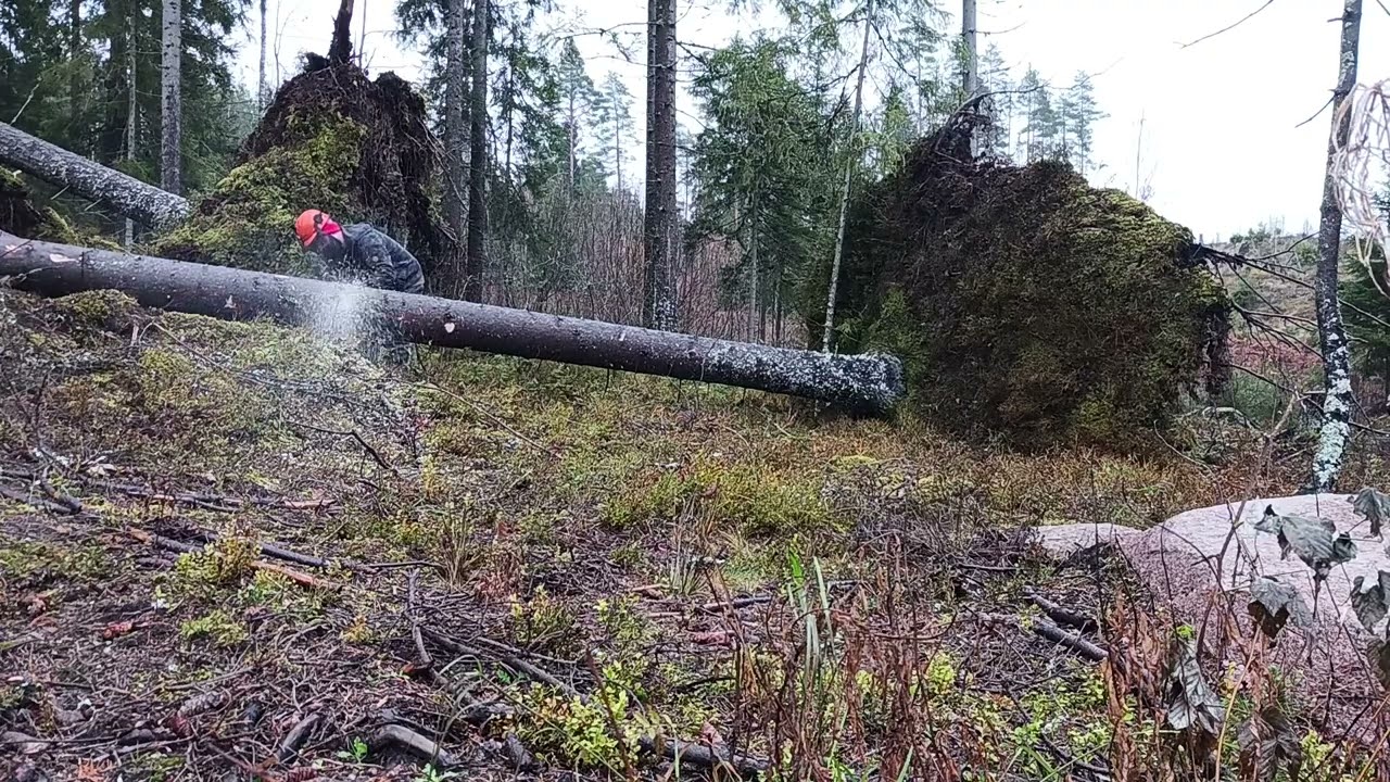 Tuulenkaadon sahaus ja kuusen juuripaakun poisto