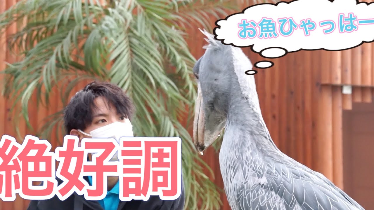 掛川花鳥園ハシビロコウのふたば　飼育員さんに夕ご飯をもらうふたばさん　ハシビロさんに会いに行く#20