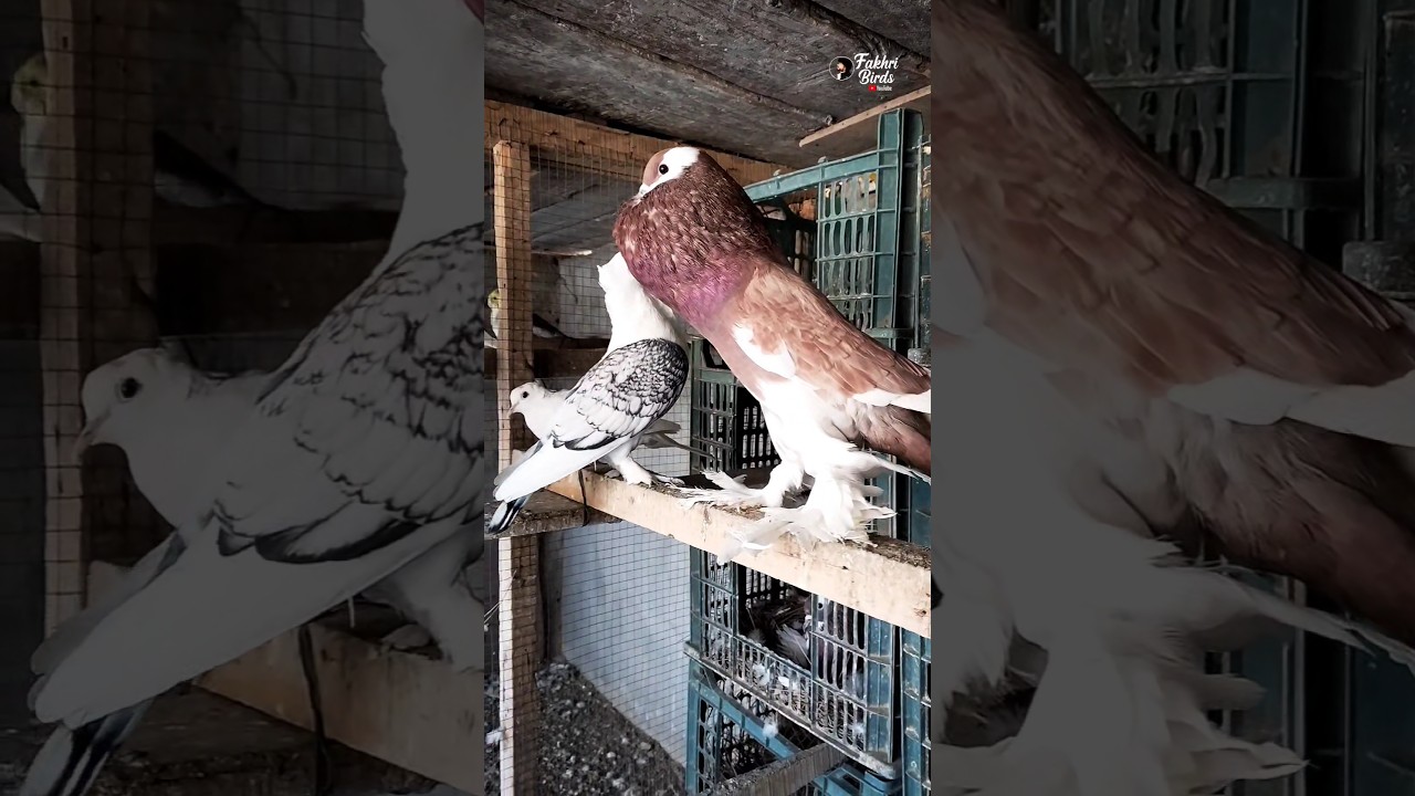 Голубятня с декоративными голубями и горлицами 💡🕊️ #fakhribirds #pigeon #kabootar #kabutar #pigeo...