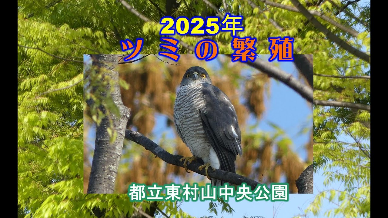 [4K]ツミの繁殖 2025-東村山中央公園