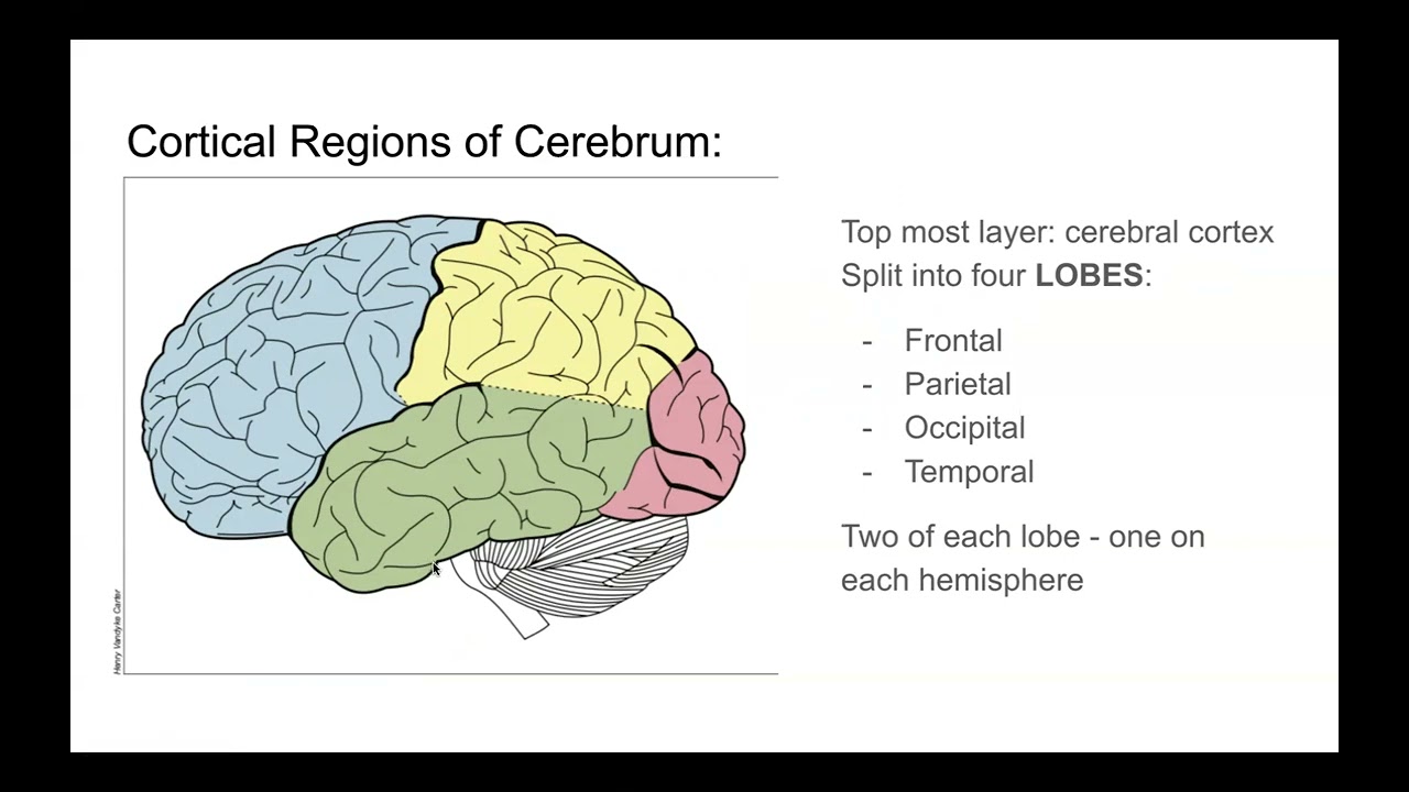Brain Facts: Chapter 1 - Basic Landmarks of the Brain
