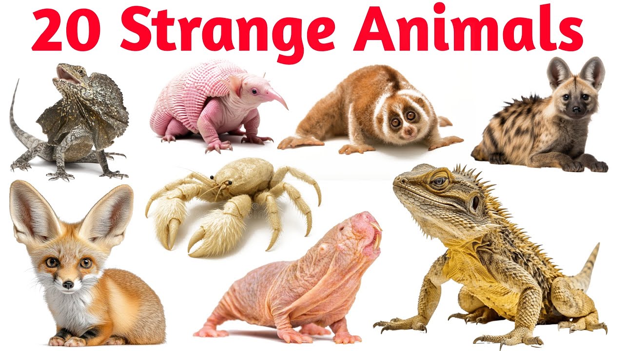 20 Rare Animals Names for Kids | Learn Amazing Unique Animals in English Hindi | Educational Video