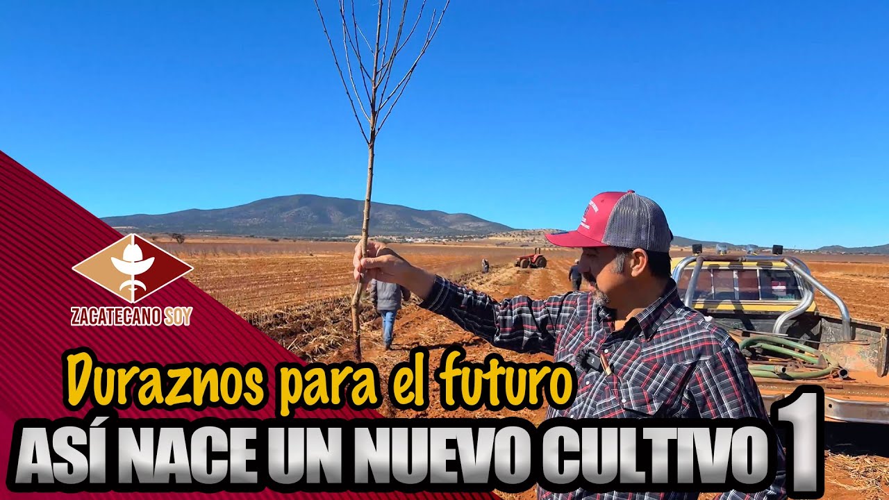PLANTAR DURAZNOS ASÍ damos vida a nuevos árboles