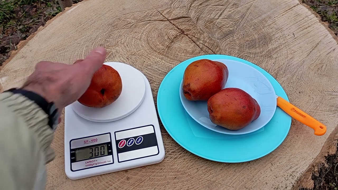 28.01.2025.груша Алесія ( огляд плодів з базару)