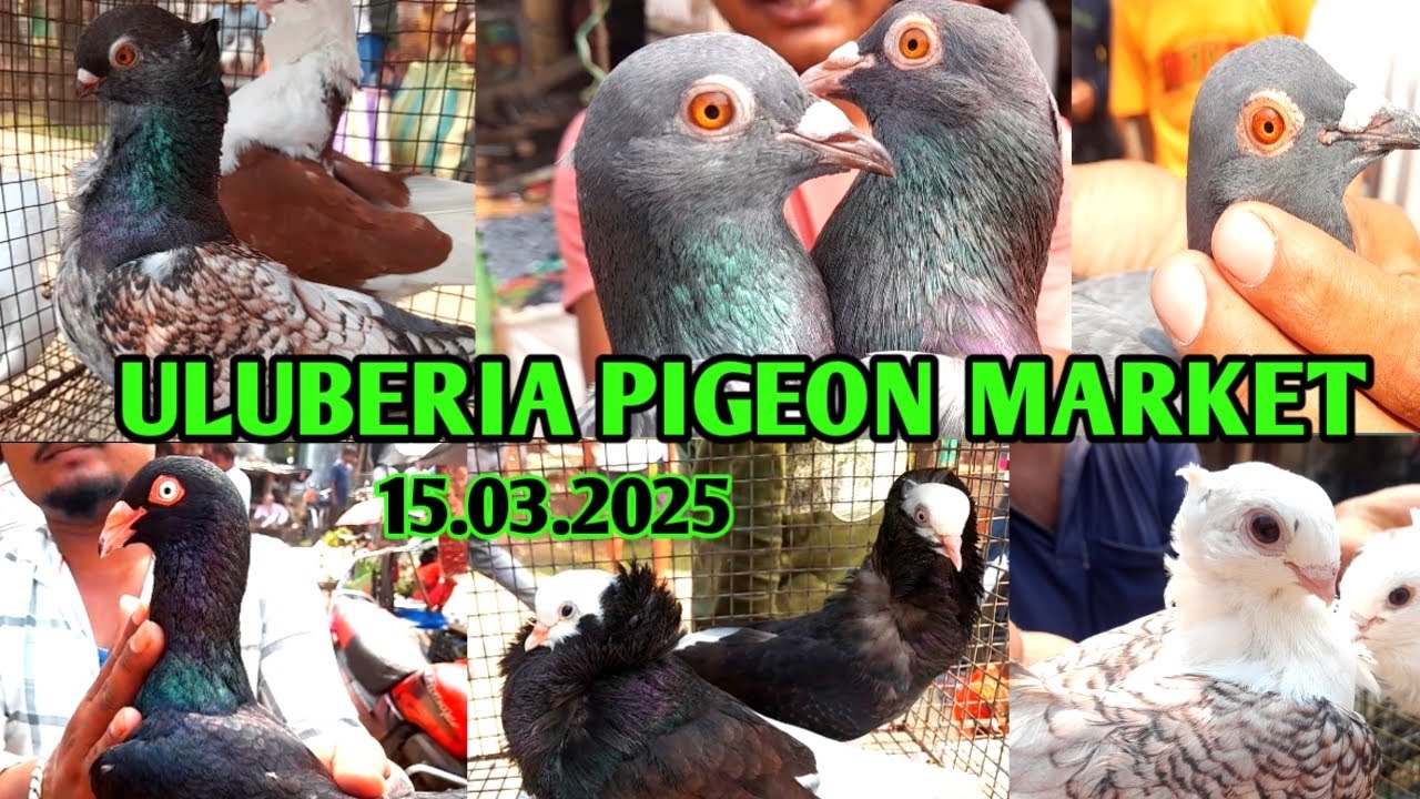 Pigeons price update at Uluberia Pigeon market on 15.03.25 #pigeon #pet #bird #trending