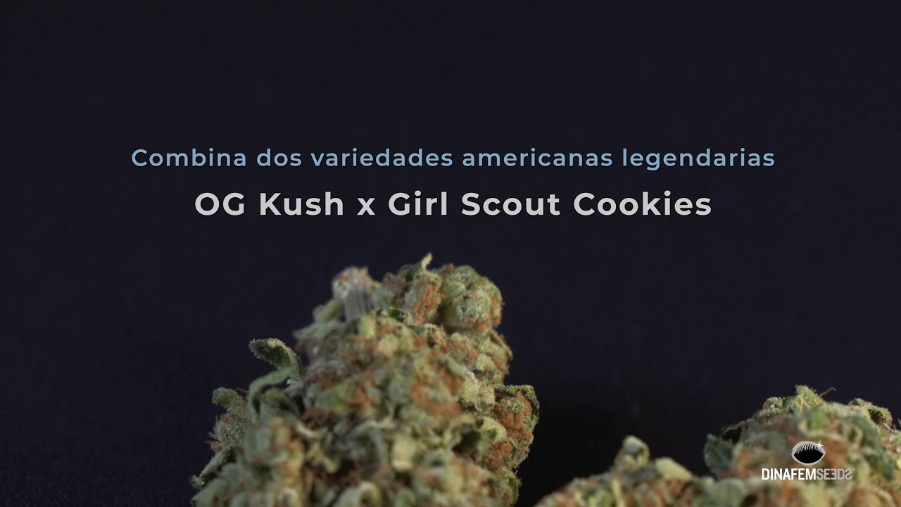 OG cookies variedad feminizada