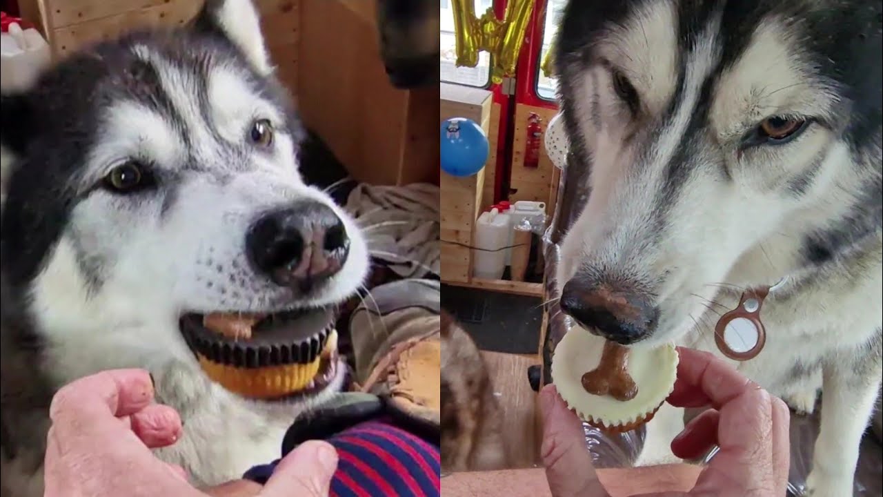 Huskies Try Cake On His Birthday! They Loved It!