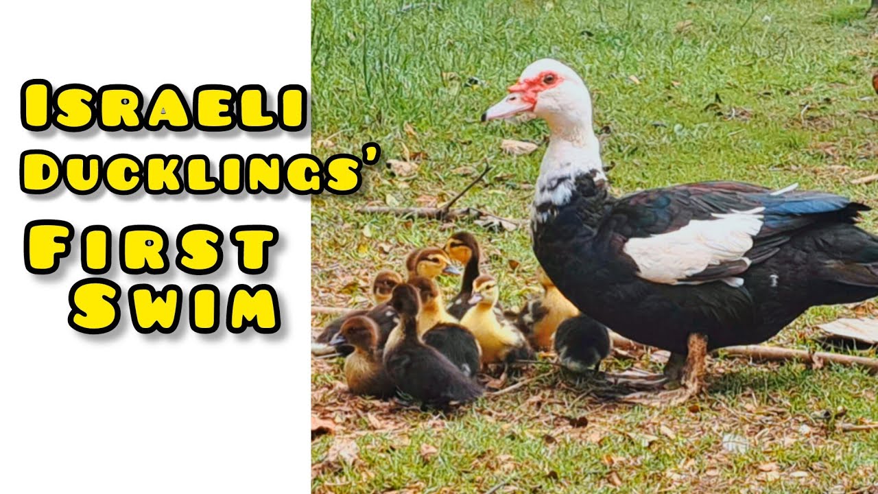 (Funny First Swim of Israeli Ducklings & Their Fear of the Natural Pond | Ghorogh Sahara Farm)