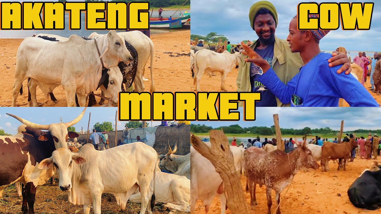 Cost Of Buying Cow and Goat In Ghana AKATENG  In the Eastern Region. West Africa
