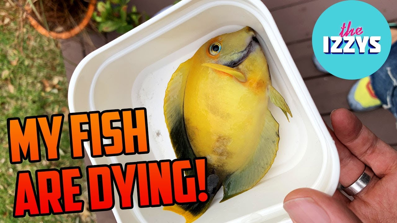 MY FISH ARE DYING!