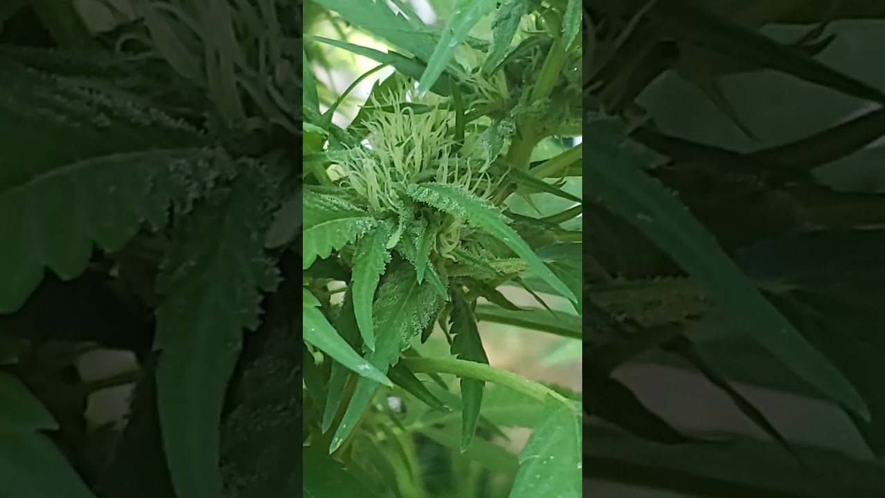 Revegg going into flower 🔥🔥🔥