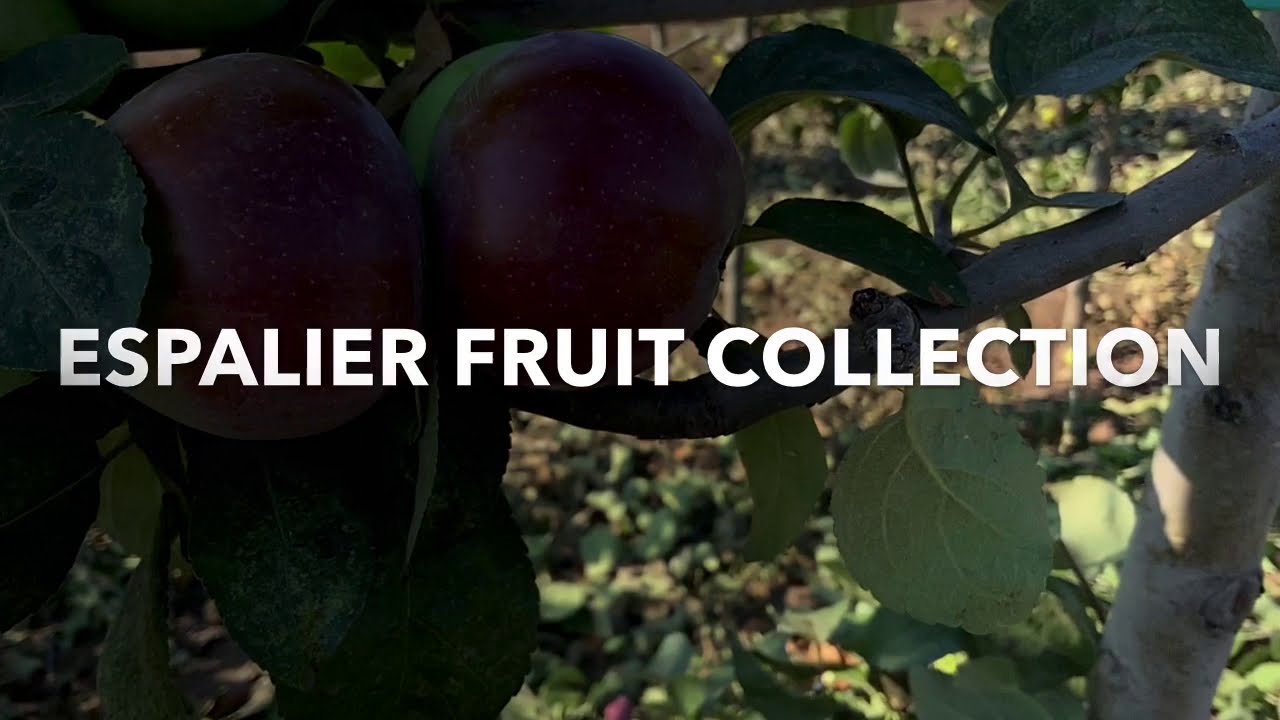 Growing and Caring for Espalier Fruit Trees