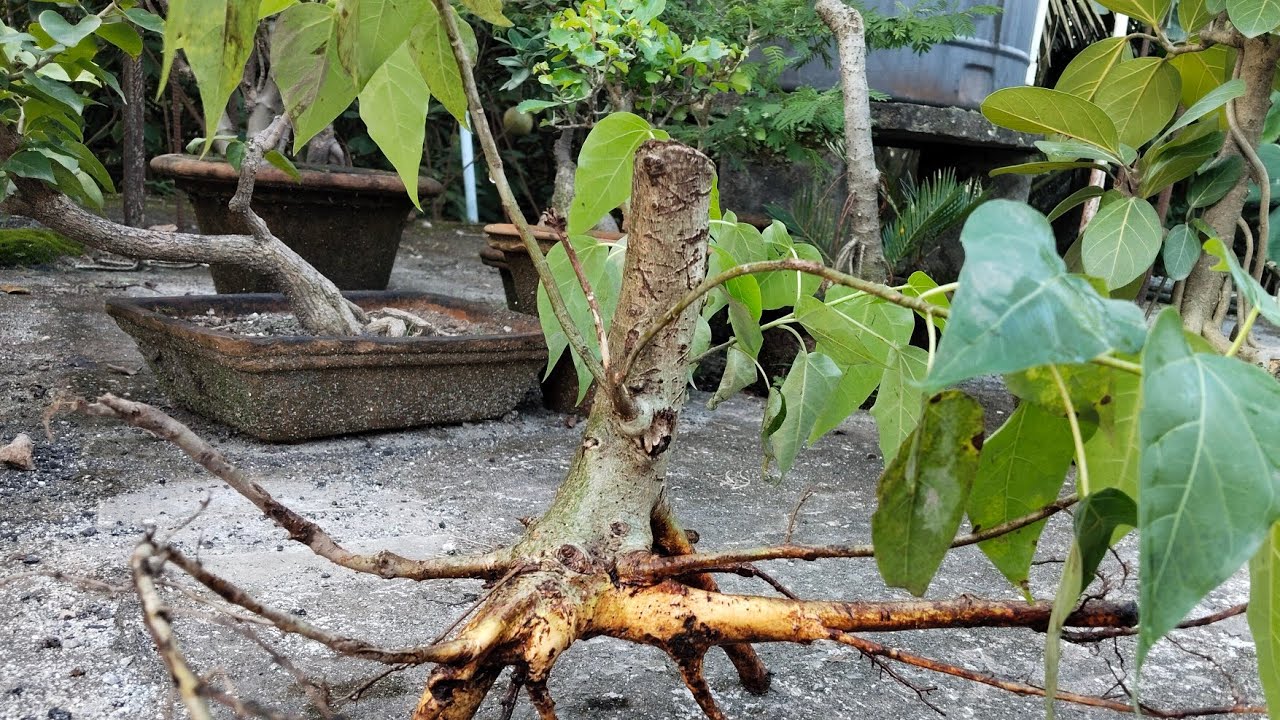 প্রকৃতি থেকে বনসাই মেটেরিয়াল সংগ্রহ করে এভাবে সহজেই বনসাই করুন