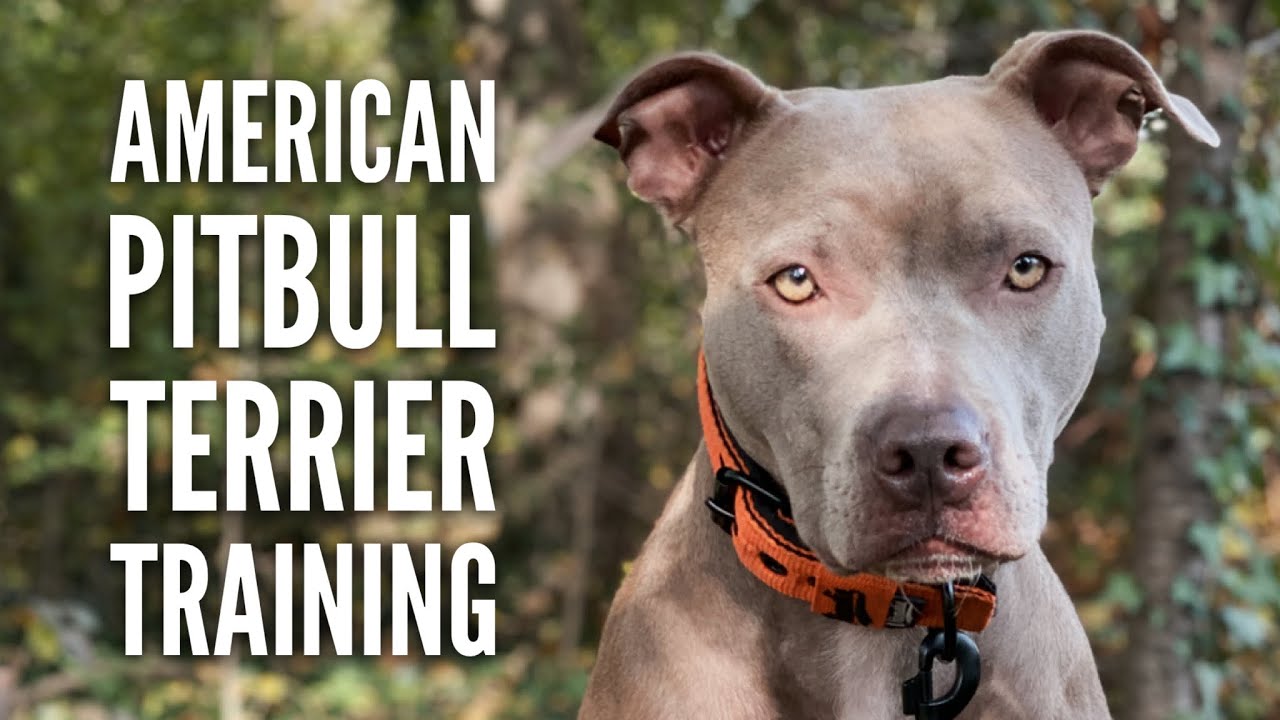 American Pitbull Terrier im Training mit Hundetrainer Lui von Vitomalia