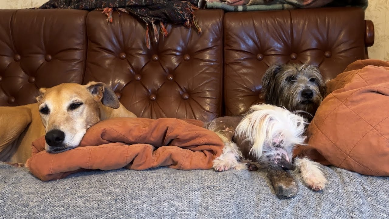 Dogflix 'n Chill – 17 🐶 🌶️