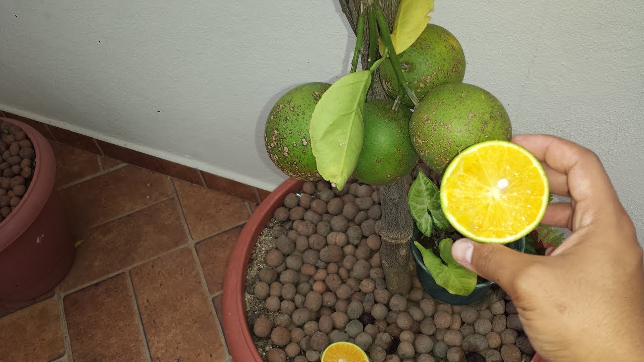 Primeira colheita LARANJA PERA produzindo em vaso