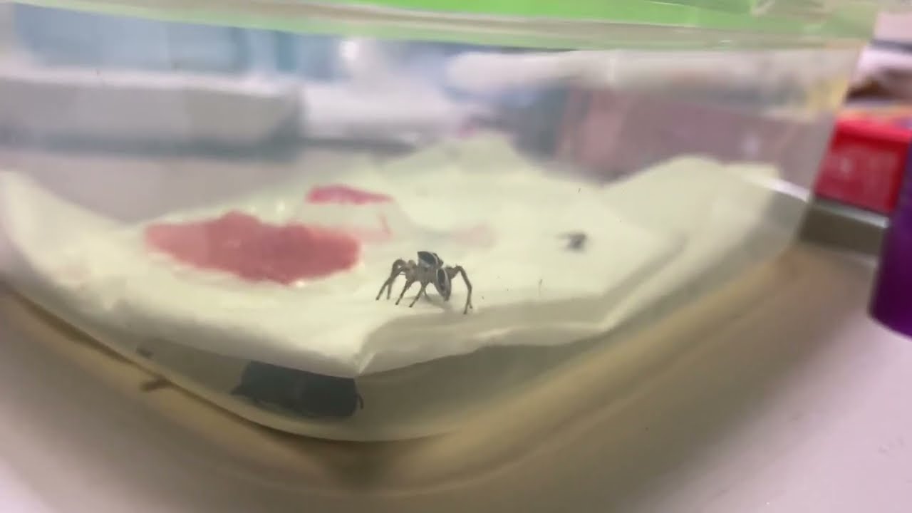 少し前の動画　慎重すぎるハエトリグモの狩り