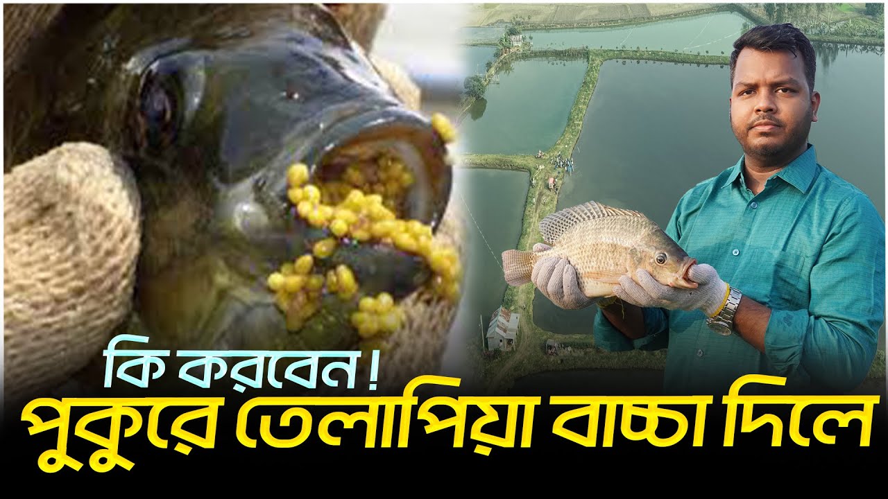 পুকুরে তেলাপিয়া বাচ্চা দিলে কি করবেন || তেলাপিয়ার ডিম ধ্বংস || যেভাবে দেশি তেলাপিয়ার পোনা নষ্ট করবেন