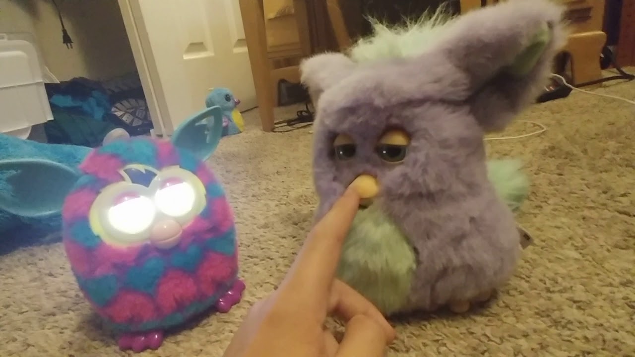May Tah the Furby Boom interacts with Fuzzynub