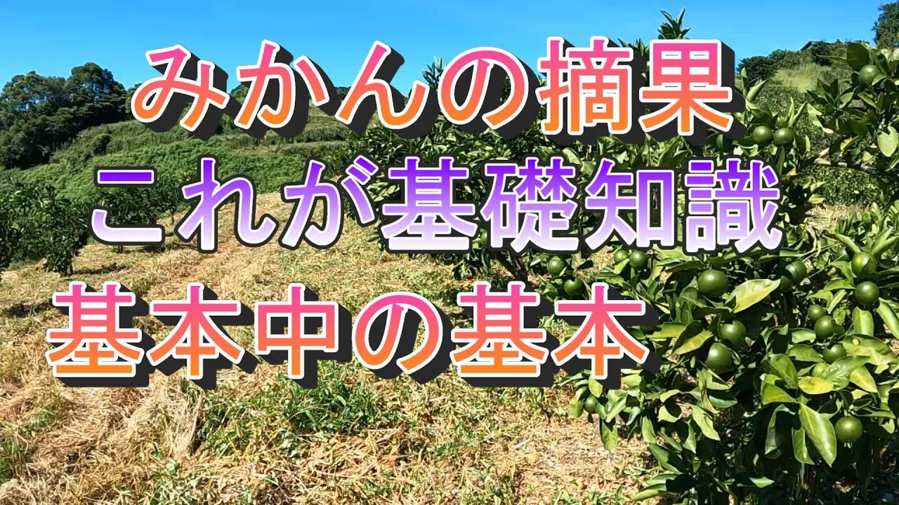 【みかんの摘果】　これが摘果の基本‼摘果にはサイン出る‼
