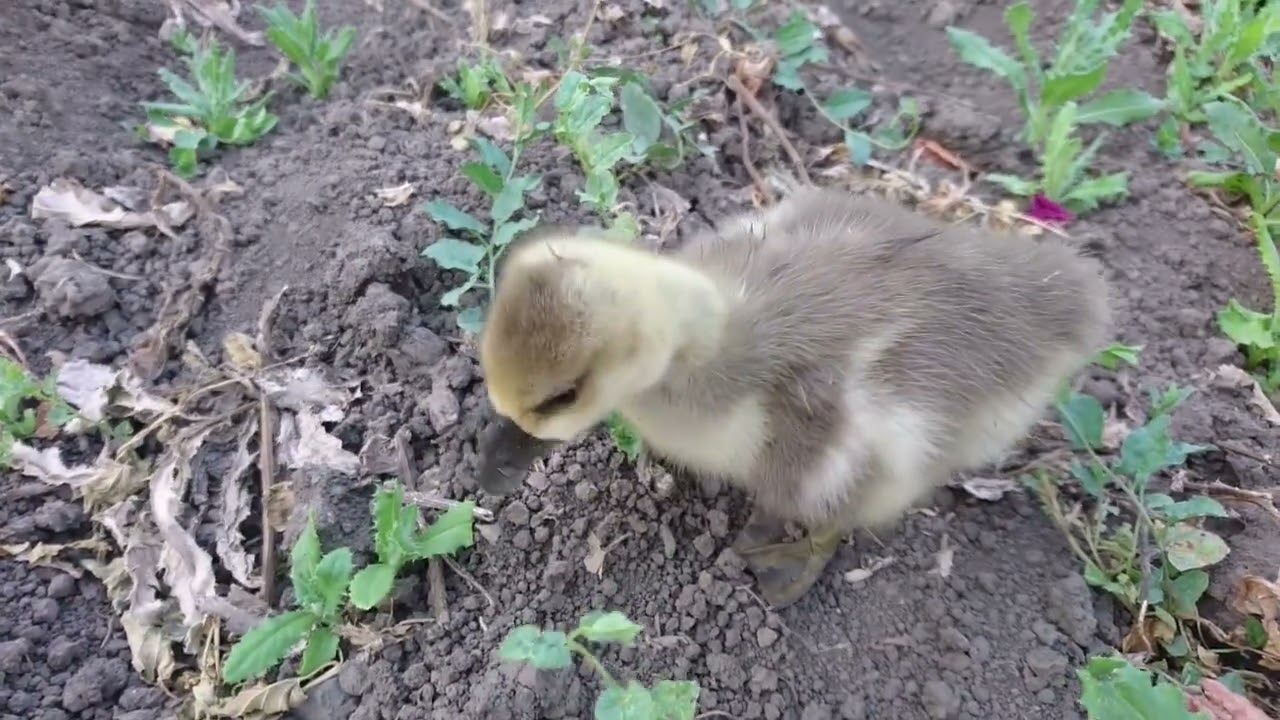 Интеллектуальный самообучающийся  биомодуль с функцией газонокосилки 😊