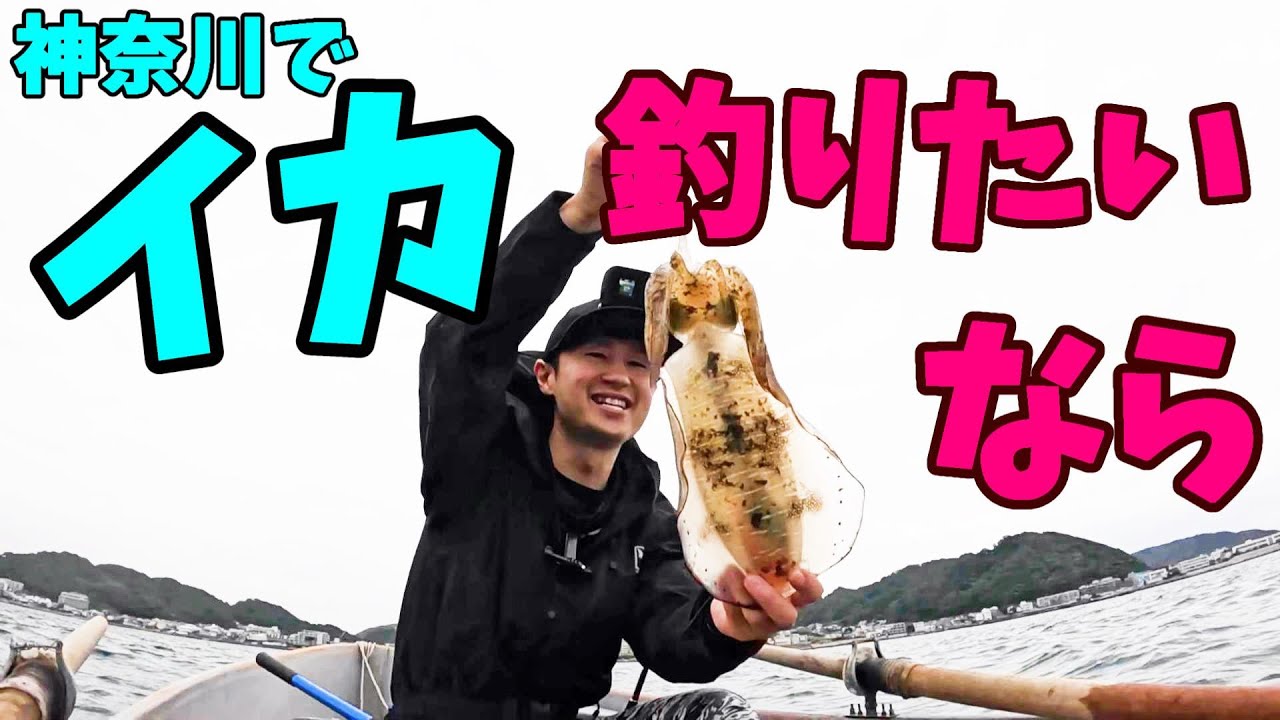 神奈川でアオリイカが釣れるのはここだ！2024年葉山エギング解禁！