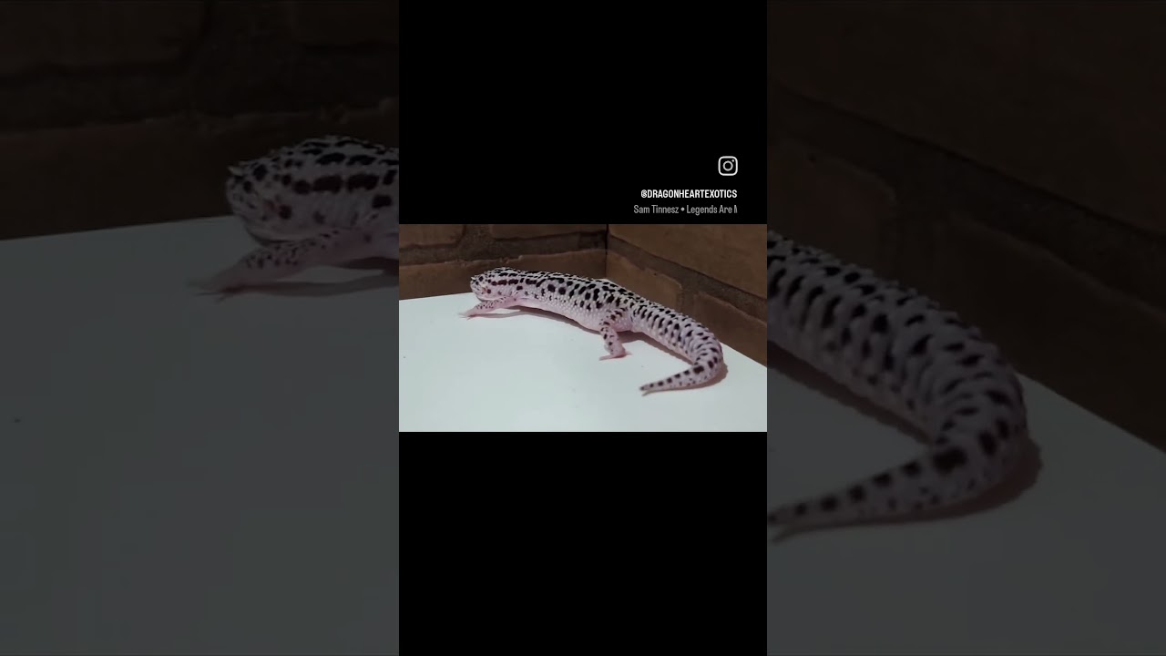 Can't believe this leopard gecko genetic was almost extinct