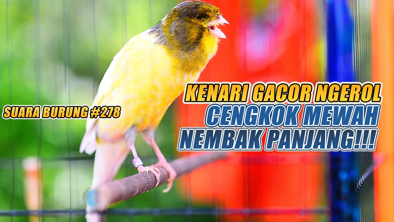 SUARA BURUNG |278| Kenari GACOR PANJANG INI Cocok untuk Masteran KENARI PAUD dan Kenari Macet BUNYI