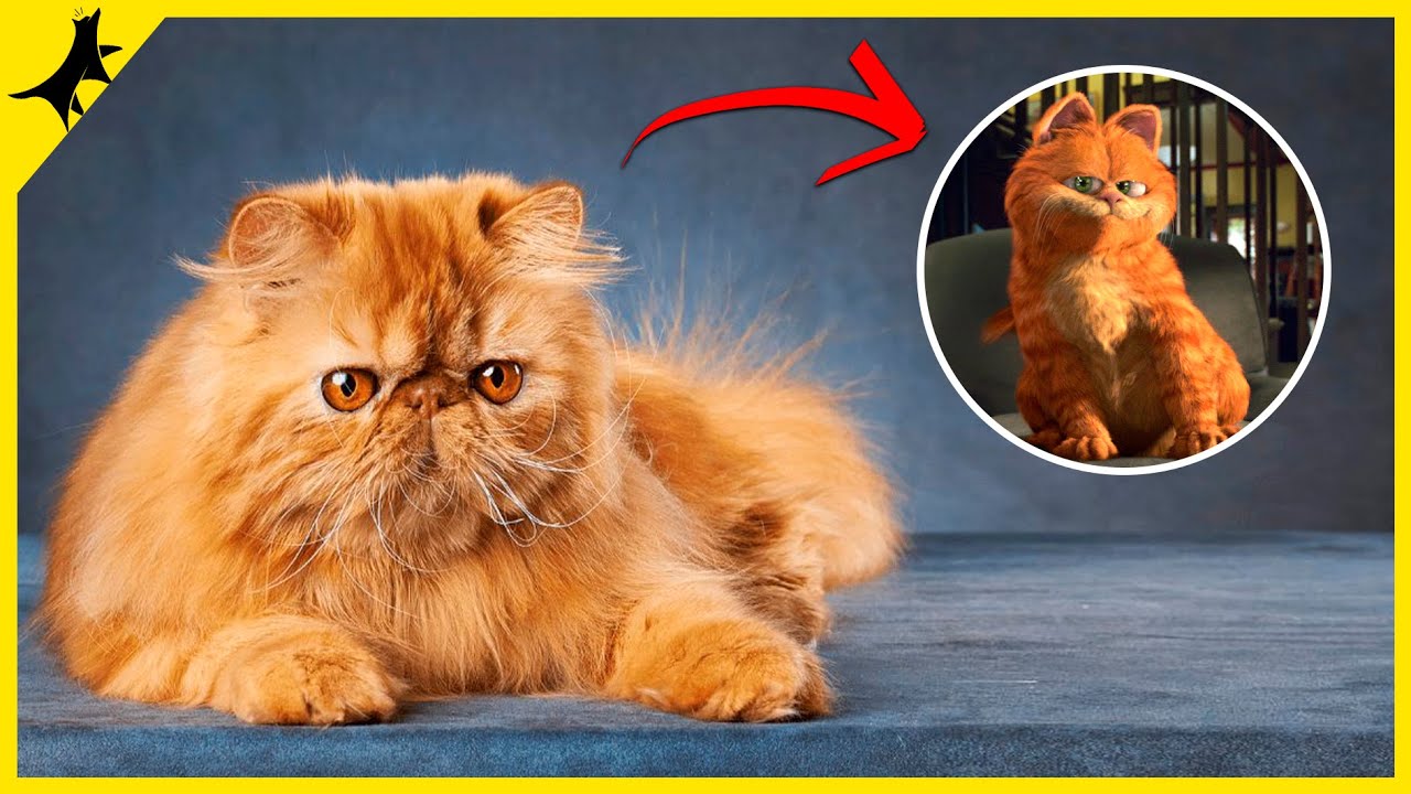 5 Curiosidades Do GATO PERSA - A raça do Garfield !