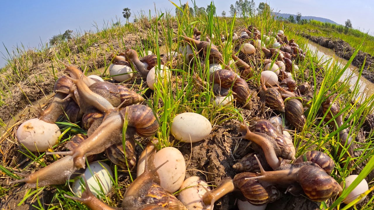 Harvesting a lot of snails and eggs at rice field by hand a female farmer