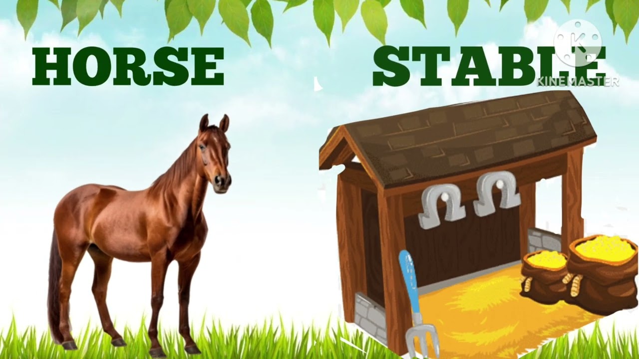 Animals &Their Shelters