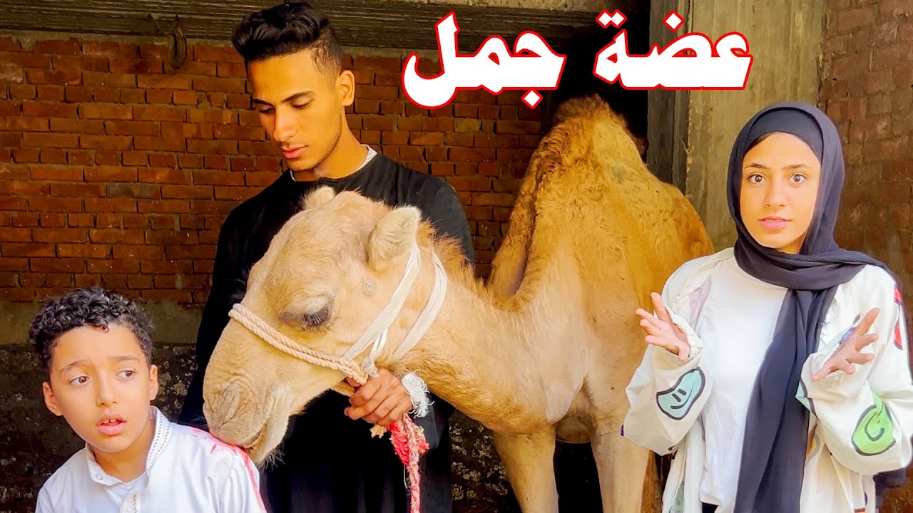 جظار ينقذ ولد شغال معاة الجمل عضضة في كتفه !!