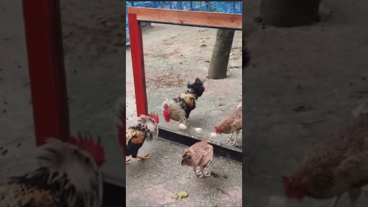 Funniest mirror prank on a cock