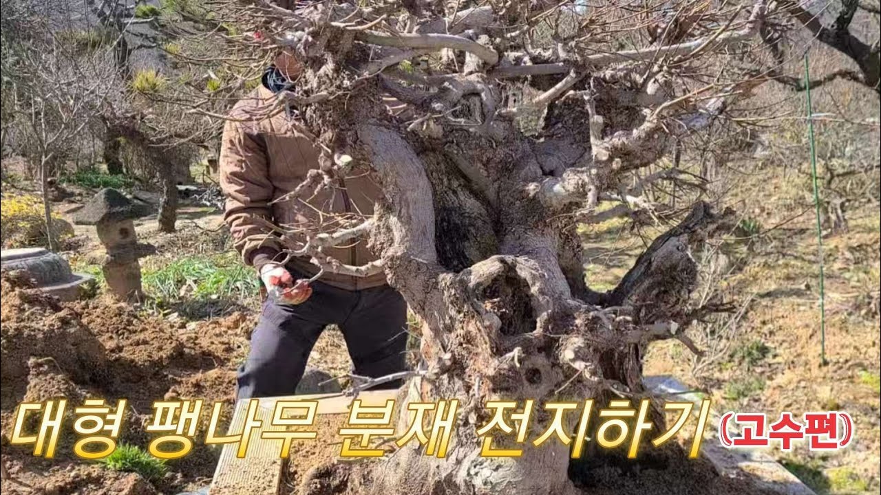 대형 팽나무 분재 전지하기(고수편) #조경#특수목#소나무#향나무#백일홍#귀농#귀촌#임업후계자#산림복합경영#꽃#전원주택#야생화#힐링#건강#철쭉#명자#버섯#산삼#도라지#더덕#인삼#항암
