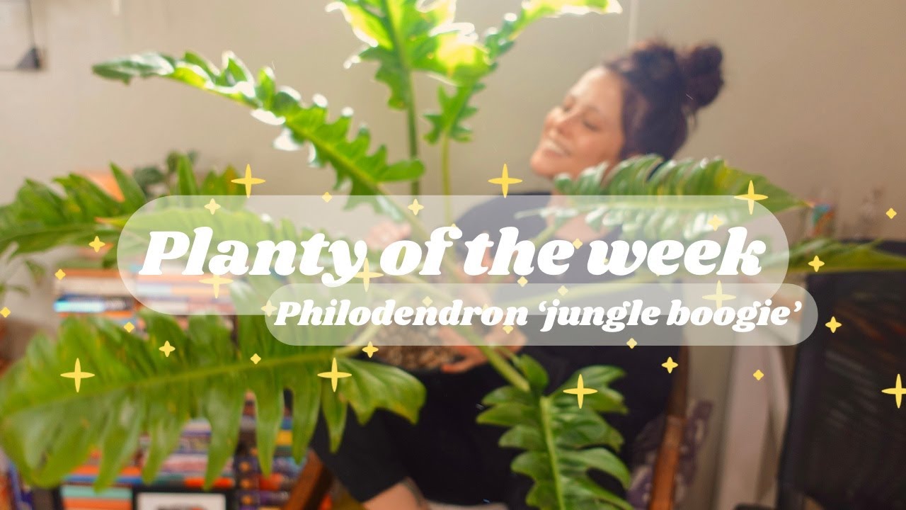 Planty of the week | Philodendron jungle boogie
