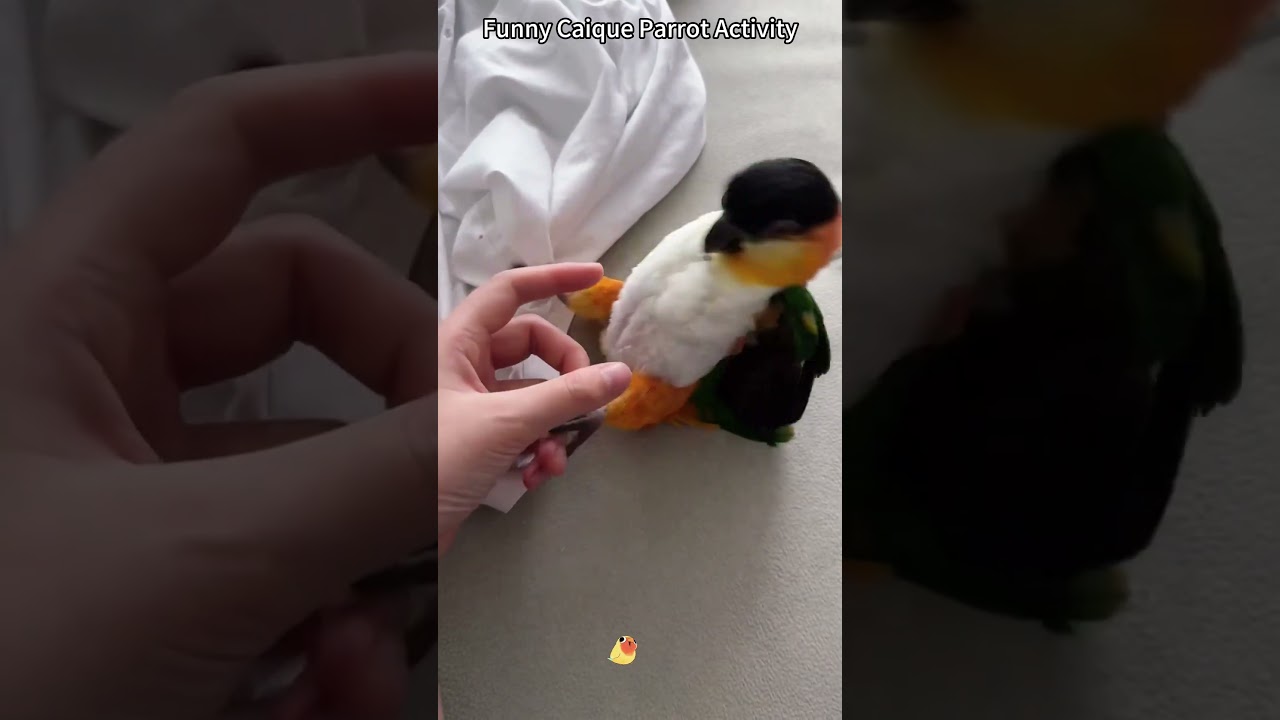 Funny caique parrot activity