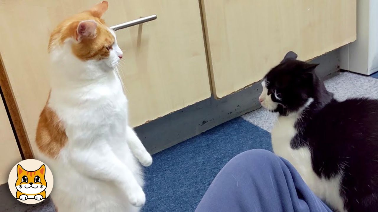 When Your Cat is a Drama Queen 😹