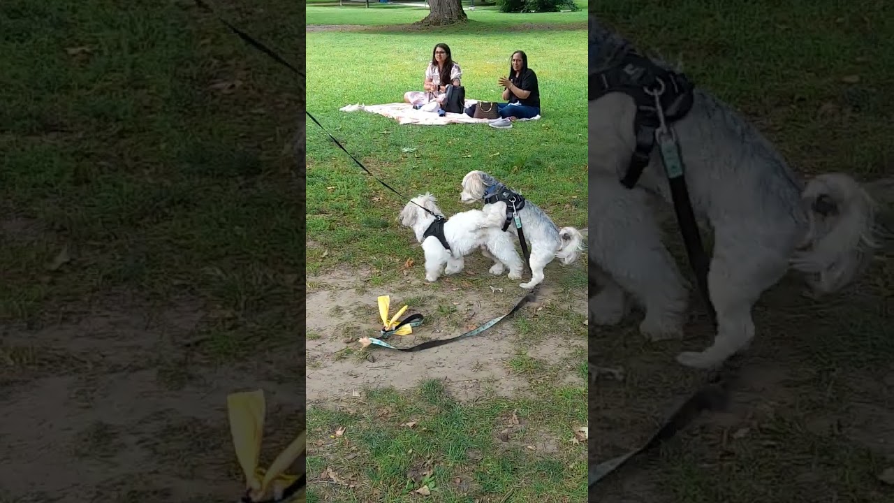 super funny doggie fight