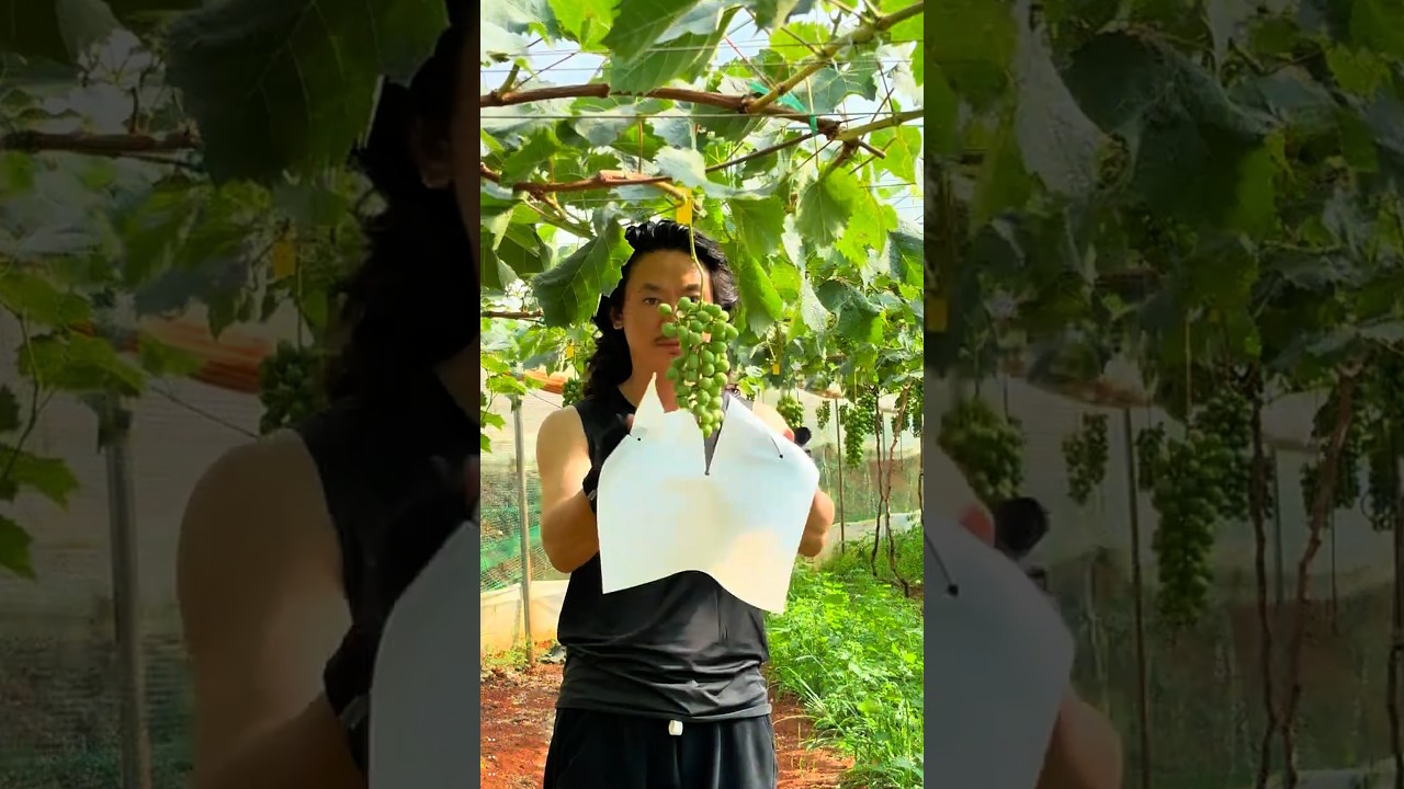 grapes farming #grape #grapenation #pruninggrapevines #grapecity #grapecare