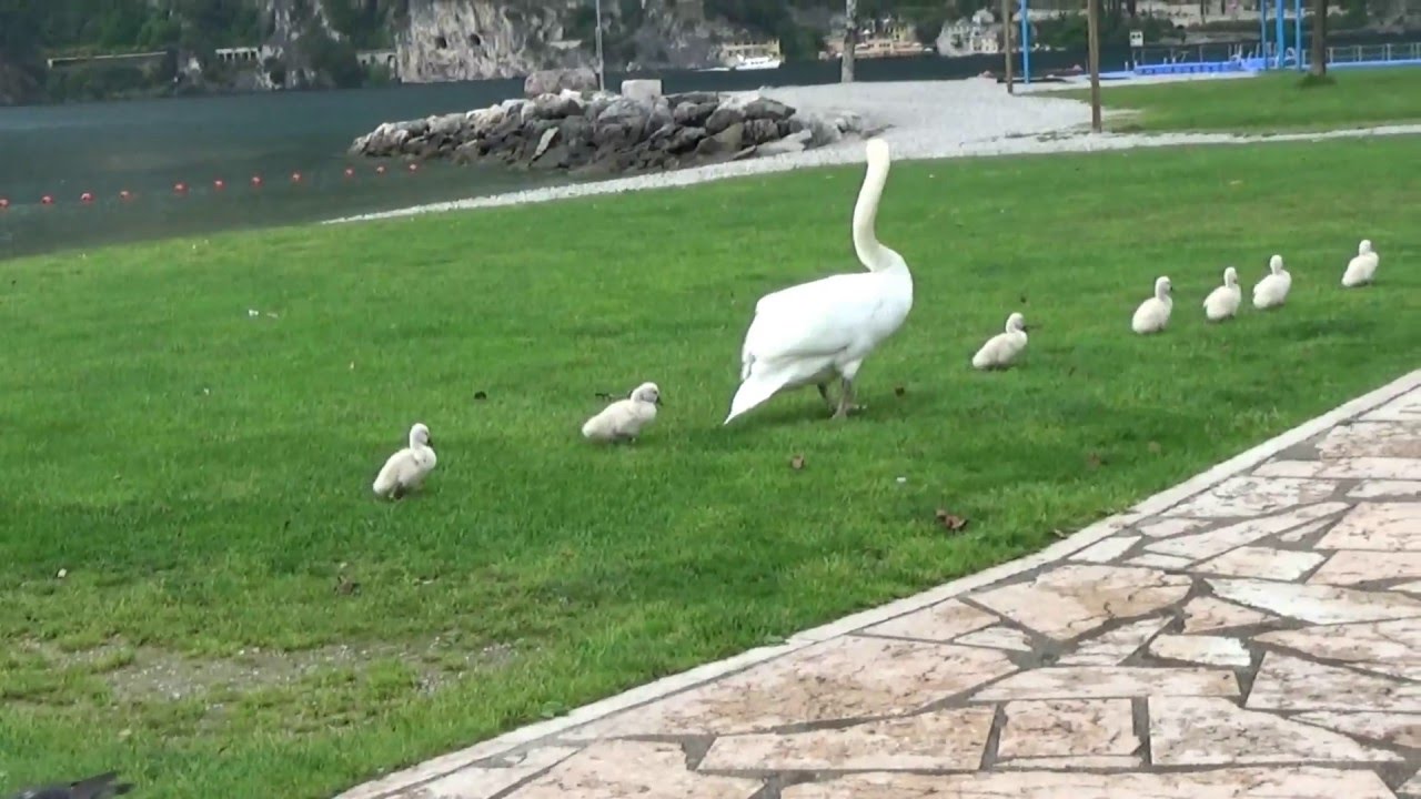 swan attack schwan attackiert атака лебедей