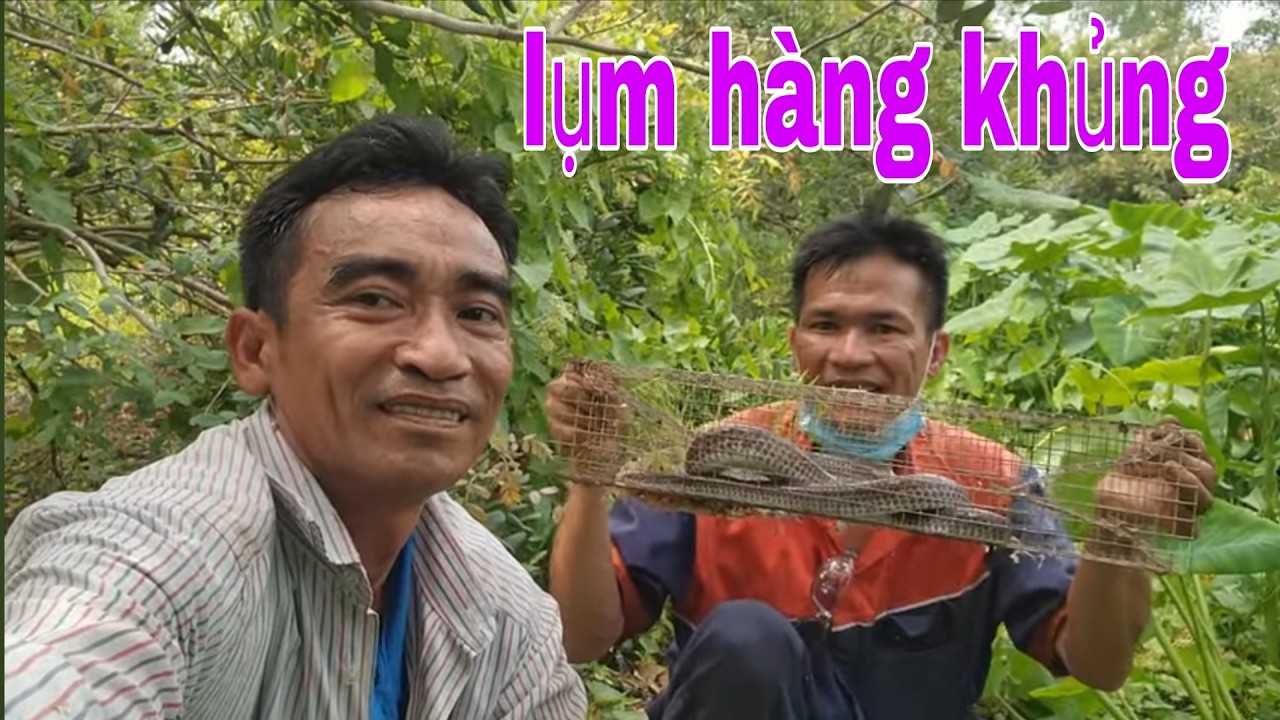 Cuốn Bẫy Rắn Hổ Bên Cồn , Thu Phục Những Con Rắn Hổ Còn Xót Lại # SĂN BẮT ĐỒNG THÁP #