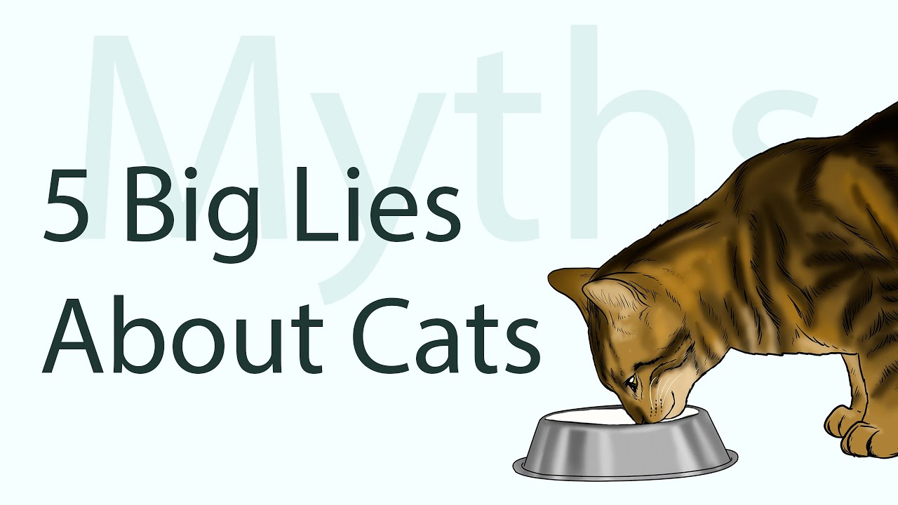 5 Common Cat Myths Debunked!