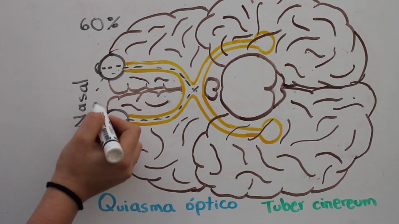 II PAR CRANEAL. NERVIO ÓPTICO