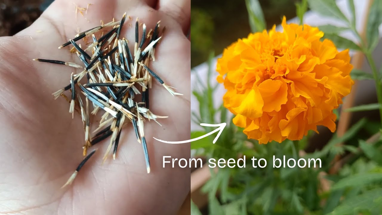 How to Grow Marigolds From Seed To Bloom