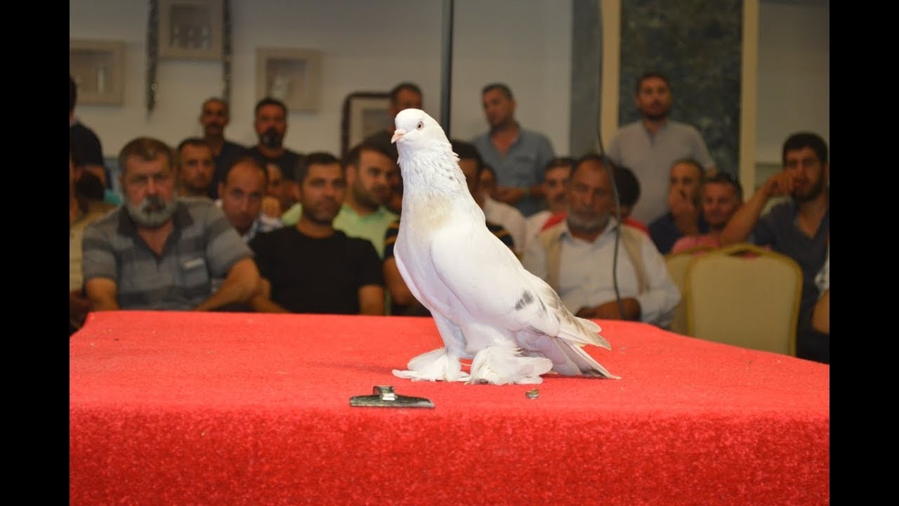 Şebap Güvercin Sevdalıları Adıyaman’da Buluştu